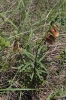 Digitalis obscura L. subsp. obscura