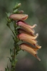 Digitalis obscura L. subsp. obscura