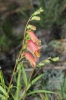 Digitalis obscura L. subsp. obscura