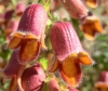 Digitalis obscura L. subsp. obscura