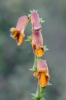 Digitalis obscura L. subsp. obscura