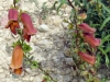 Digitalis obscura L. subsp. obscura