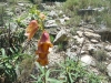 Digitalis obscura L. subsp. obscura