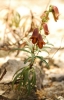 Digitalis obscura L. subsp. obscura