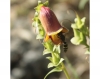 Digitalis obscura L. subsp. obscura