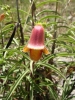 Digitalis obscura L. subsp. obscura