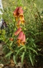 Digitalis obscura L. subsp. obscura