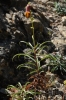 Digitalis obscura L. subsp. obscura