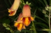 Digitalis obscura L. subsp. obscura