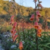 Digitalis obscura L. subsp. obscura