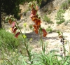 Digitalis obscura L. subsp. obscura