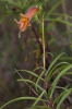 Digitalis obscura L. subsp. obscura