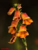 Digitalis obscura L. subsp. obscura