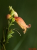 Digitalis obscura L. subsp. obscura