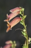 Digitalis obscura L. subsp. obscura