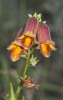 Digitalis obscura L. subsp. obscura