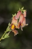 Digitalis obscura L. subsp. obscura