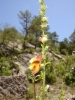 Digitalis obscura L. subsp. obscura