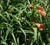 Digitalis obscura L. subsp. obscura