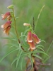 Digitalis obscura L. subsp. obscura