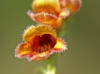 Digitalis obscura L. subsp. obscura