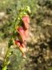 Digitalis obscura L. subsp. obscura