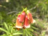 Digitalis obscura L. subsp. obscura