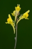 Linaria glauca (L.) Chaz. subsp. glauca