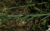 Linaria repens (L.) Mill.