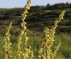 Verbascum lychnitis L.