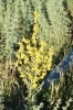 Verbascum pulverulentum Vill.