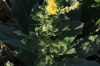 Verbascum pulverulentum Vill.