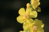 Verbascum pulverulentum Vill.