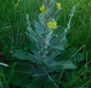 Verbascum pulverulentum Vill.