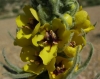 Verbascum rotundifolium Ten. subsp. haenseleri (Boiss.) Murb.