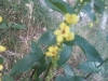 Verbascum sp. 1 de 6