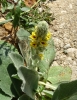 Verbascum sp.