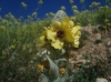 Verbascum sp.