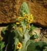 Verbascum sp.