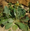 Verbascum sp.