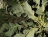 Verbascum thapsus 2/4