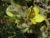 Verbascum thapsus 4/4