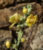 Verbascum pulverulentum 1/2