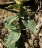 Verbascum pulverulentum 2/2