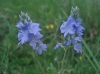 Veronica orsiniana ?