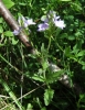 Veronica orsiniana Ten.