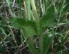 Veronica orsiniana Ten.