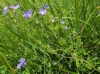 Veronica orsiniana Ten.