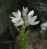 Veronica tenuifolia Asso subsp. tenuifolia