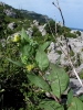 Atropa baetica Willk.